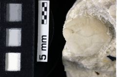 Foto (Detailansicht) von Goniodromites sp. (NHMW-GEO-1990-0041-0085)